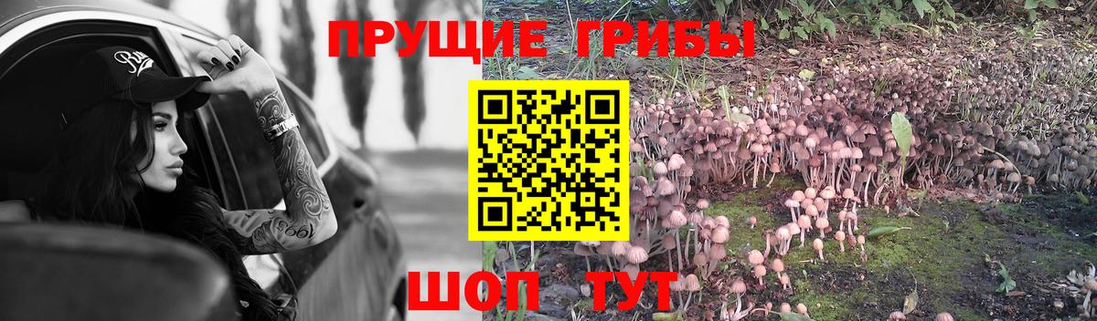 Галлюциногенные грибы прущие грибы  Вход с VPN  Кузнецк 